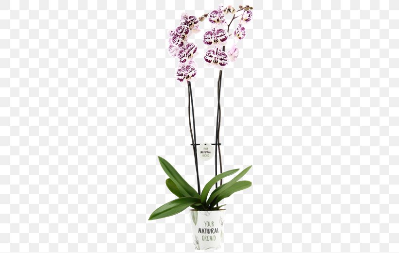 Moth Orchids Cut Flowers Flowerpot Plant Stem, PNG, 581x521px, Moth Orchids, Cut Flowers, Flora, Flower, Flowering Plant Download Free