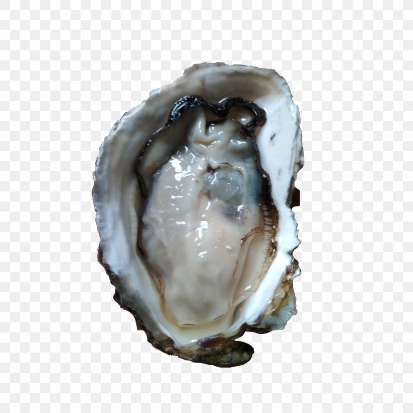 Oyster Seafood Mollusc Shell Euclidean Vector, PNG, 992x992px, Oyster, Animal Source Foods, Clams Oysters Mussels And Scallops, Gratis, Import Download Free