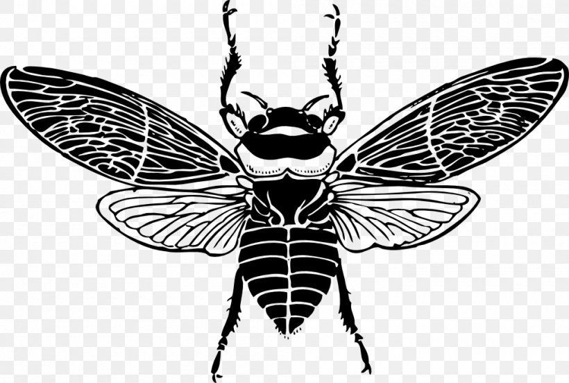 Western Honey Bee Clip Art, PNG, 1000x674px, Bee, Arthropod, Black And White, Butterfly, Drawing Download Free