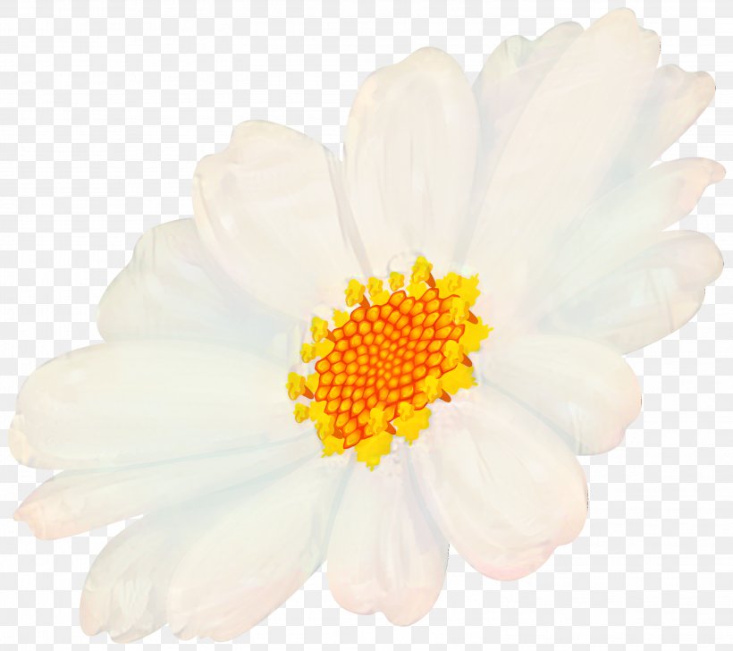 Chrysanthemum Oxeye Daisy Petal, PNG, 2994x2661px, Chrysanthemum, Camomile, Chamaemelum Nobile, Chamomile, Cut Flowers Download Free