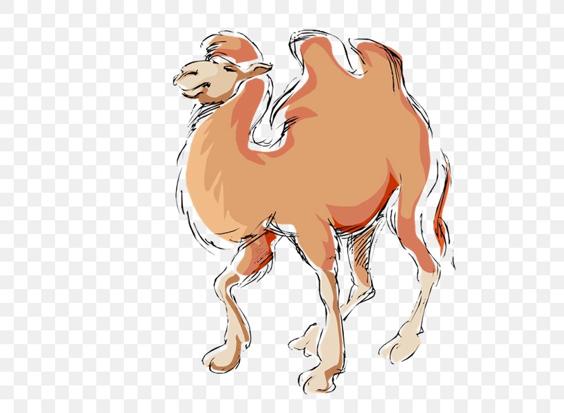 Dromedary Drawing Photography Clip Art, PNG, 800x600px, Dromedary, Animal Figure, Arabian Camel, Blog, Camel Download Free