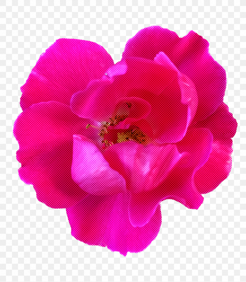 Garden Roses, PNG, 1254x1440px, Garden Roses, Biology, Carnation, Cut Flowers, Floribunda Download Free