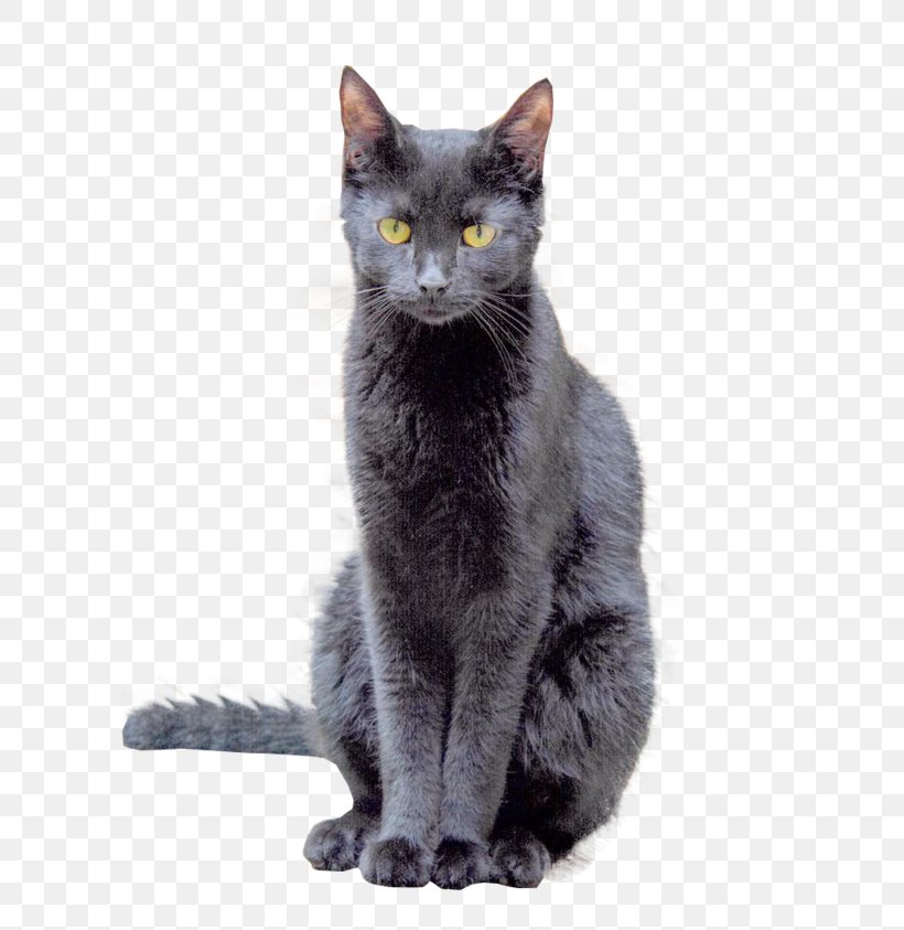 Korat European Shorthair Russian Blue Bombay Cat Chartreux, PNG, 600x843px, Korat, American Wirehair, Asian, Black Cat, Bombay Download Free