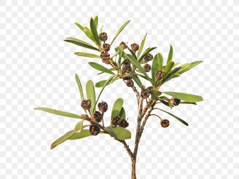 Kunzea Ericoides Kunzea Ambigua Shrub Leaf Tree, PNG, 1280x960px, Kunzea Ericoides, Bark, Branch, Fruit, Kunzea Download Free