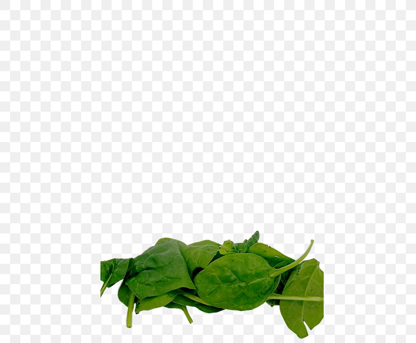 Leaf Vegetable Herb, PNG, 500x676px, Leaf, Green, Herb, Leaf Vegetable, Plant Download Free