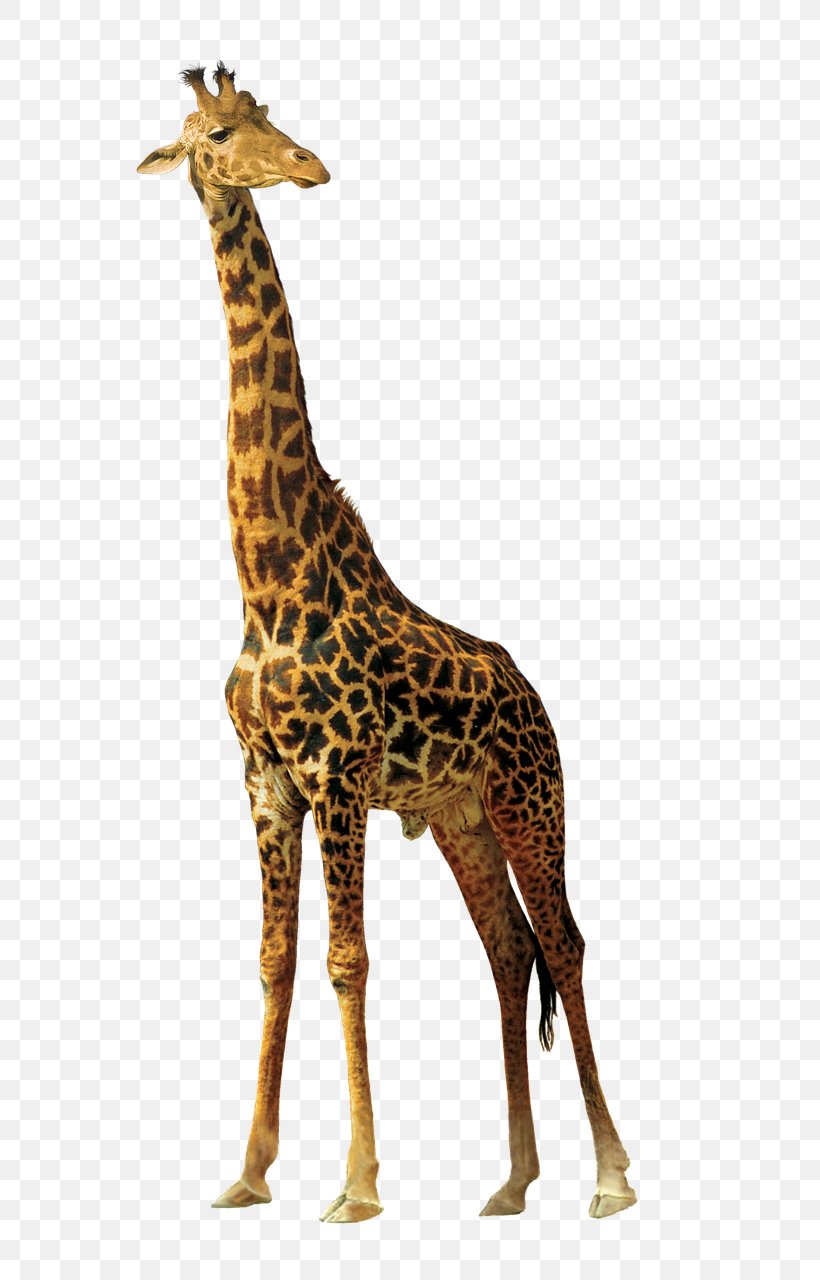 Clip Art Image Northern Giraffe Illustration, PNG, 652x1280px, Northern Giraffe, Animal Figure, Fauna, Giraffe, Giraffidae Download Free