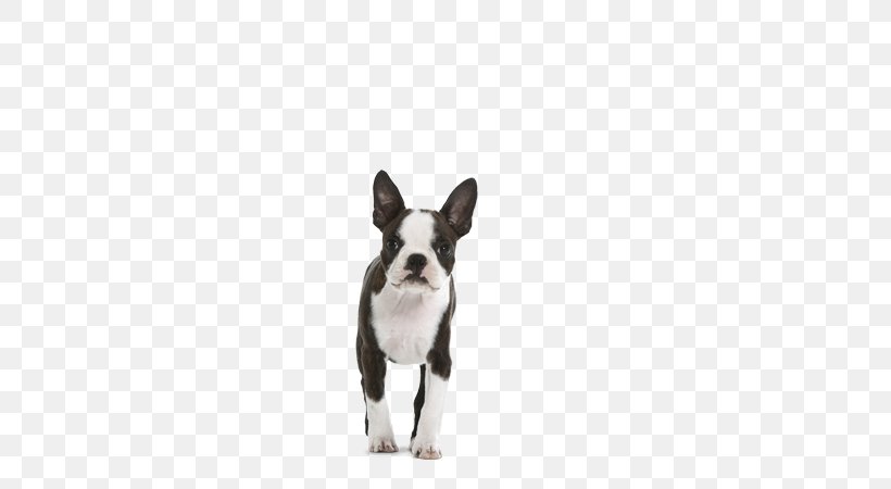 Boston Terrier Puppy Dog Breed Non-sporting Group Royal Canin, PNG, 580x450px, Boston Terrier, Breed, Carnivoran, Dog, Dog Breed Download Free