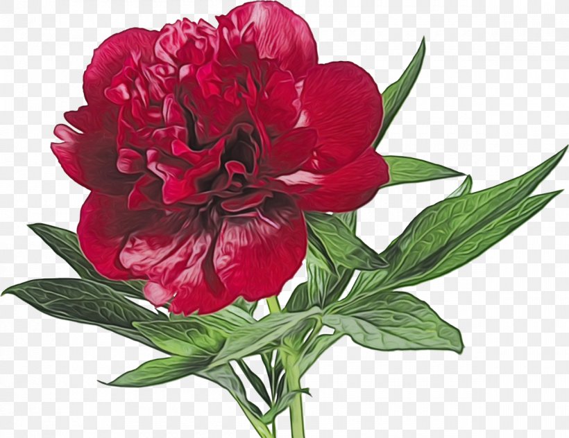 Flower Flowering Plant Plant Common Peony Red, PNG, 1200x926px, Watercolor, Chinese Peony, Common Peony, Cut Flowers, Flower Download Free