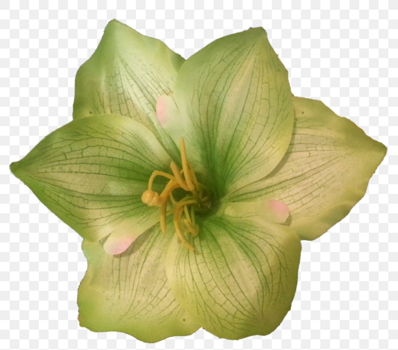 Flower Green, PNG, 800x722px, Flower, Amaryllis Belladonna, Color, Designer, Drawing Download Free