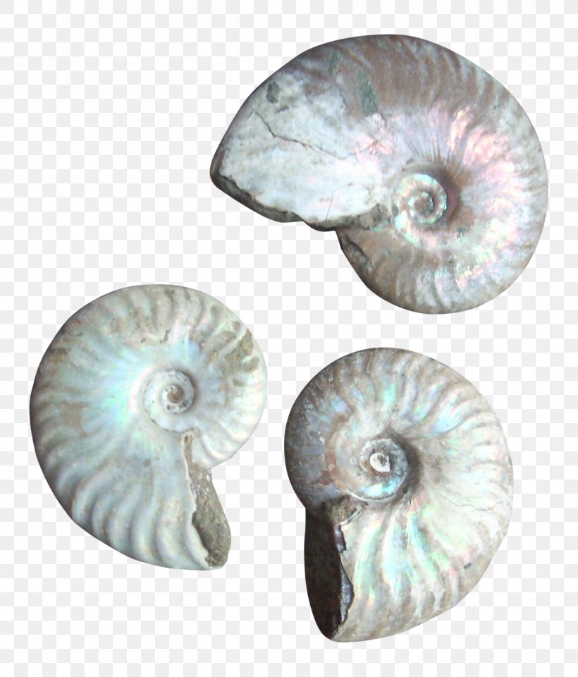 Nautiluses Seashell Conchology, PNG, 1688x1978px, Nautiluses, Ammonoidea, Cephalopod, Chambered Nautilus, Conchology Download Free