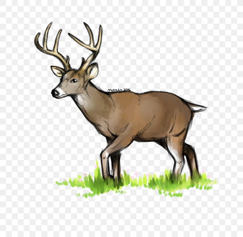White-tailed Deer Elk Reindeer Antler, PNG, 800x800px, Deer, Animal, Antler, Art, Blast Download Free