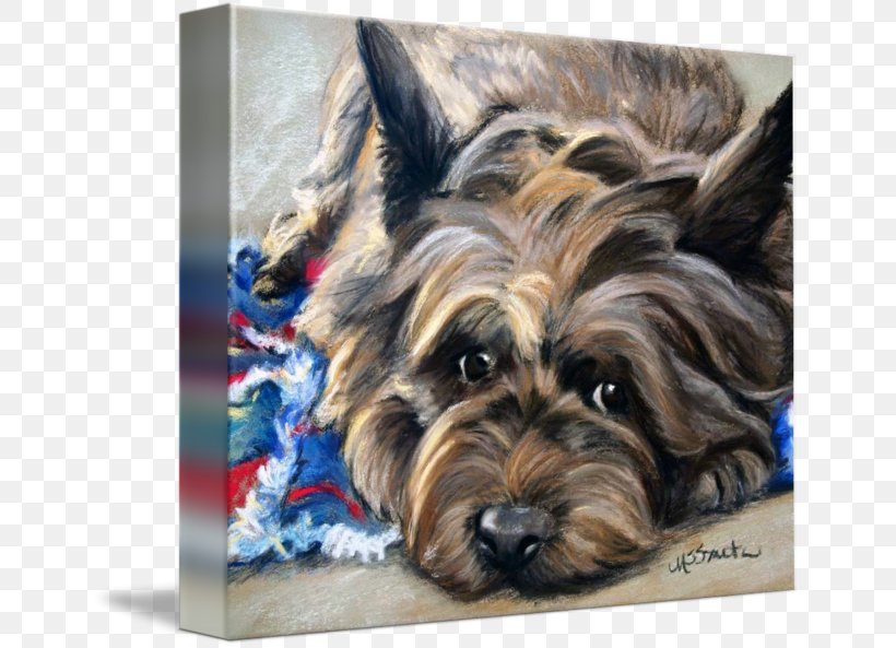 Yorkshire Terrier Cairn Terrier Australian Silky Terrier Australian Terrier West Highland White Terrier, PNG, 650x593px, Yorkshire Terrier, Australian Silky Terrier, Australian Terrier, Breed, Cairn Terrier Download Free