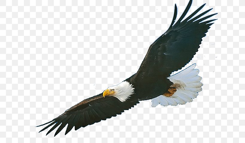 Bald Eagle Bird Norcross Elementary School Golden Eagle, PNG, 638x478px, Bald Eagle, Accipitriformes, Animal, Beak, Bird Download Free