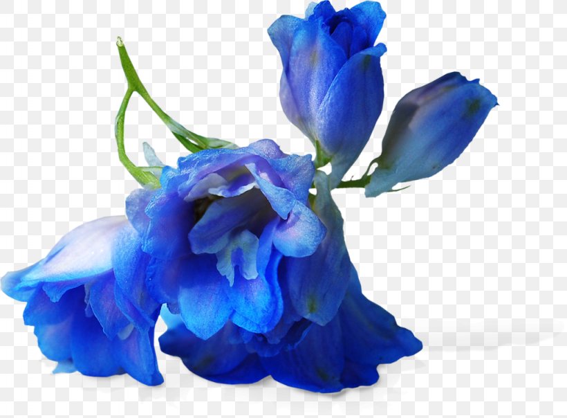 Blue Flower Petal Cobalt Blue Cut Flowers, PNG, 1024x755px, Blue, Cobalt Blue, Cut Flowers, Flower, Flowering Plant Download Free