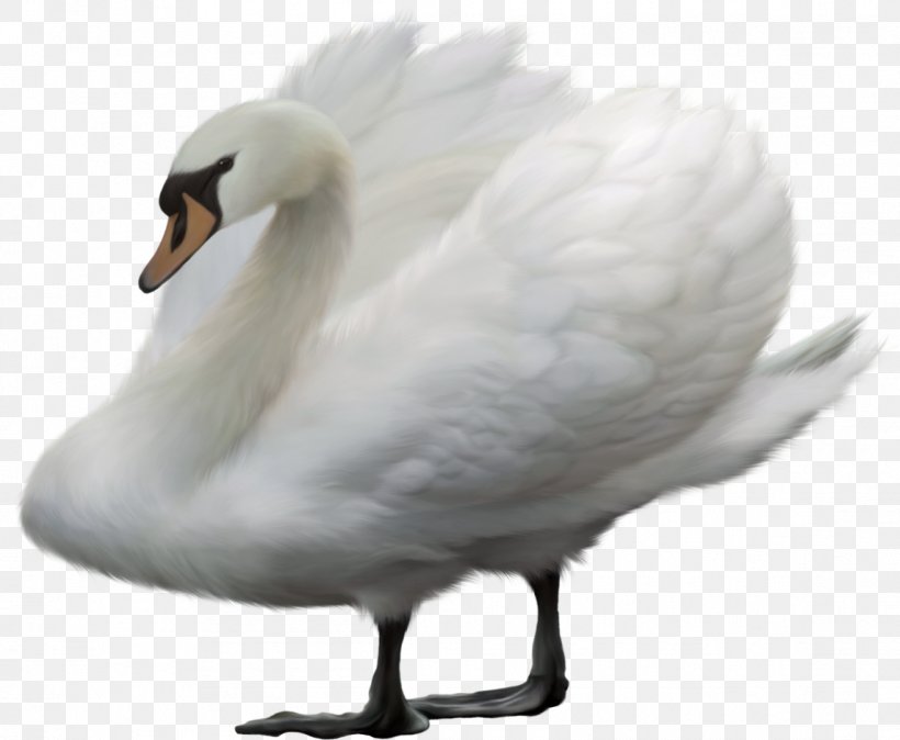Duck Bird Mute Swan Heron, PNG, 1145x942px, Duck, Animal, Beak, Bird, Ciconiiformes Download Free