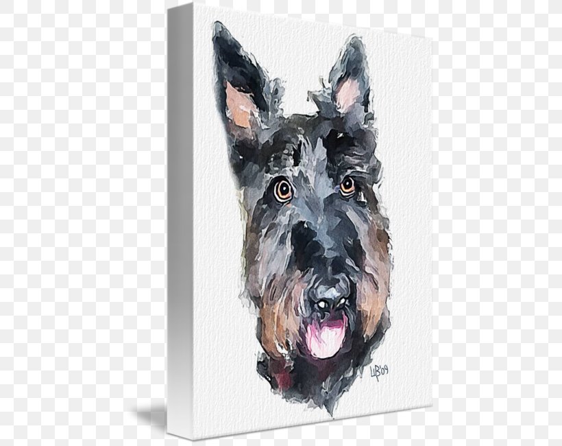 Miniature Schnauzer Scottish Terrier Dog Breed Snout, PNG, 452x650px, Miniature Schnauzer, Breed, Carnivoran, Dog, Dog Breed Download Free