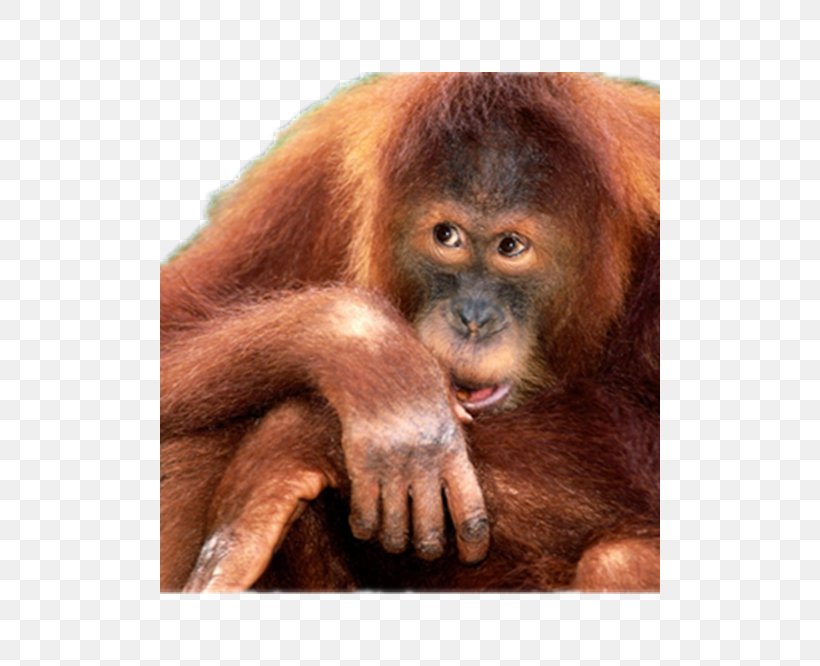 Orangutan Primate Monkey World Chimpanzee, PNG, 500x666px, Watercolor, Cartoon, Flower, Frame, Heart Download Free