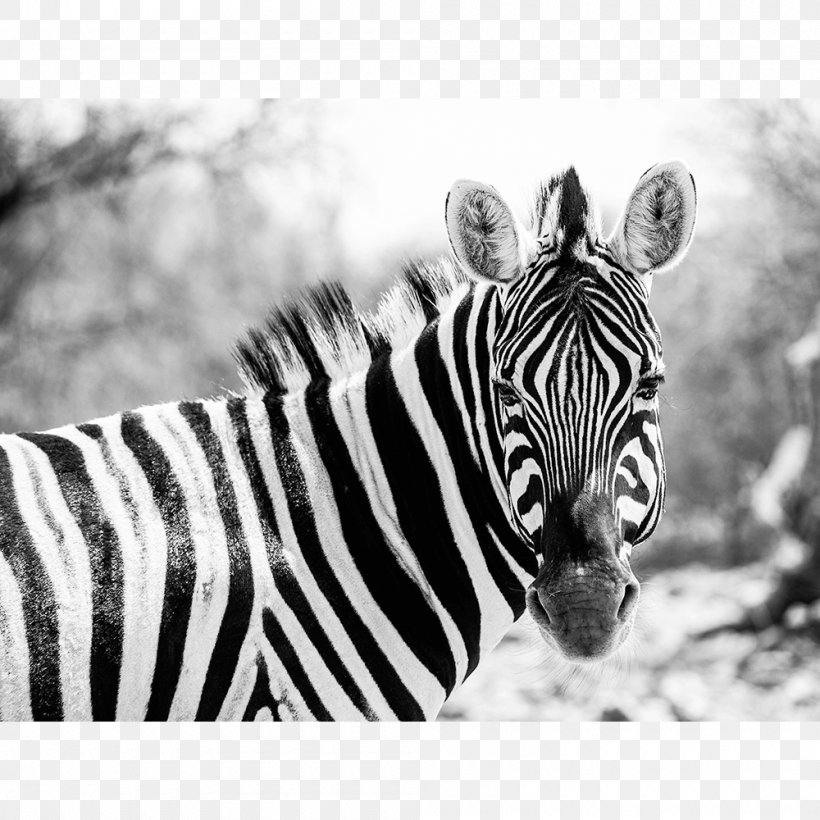 Quagga National Zoological Park Grévy's Zebra Wildebeest, PNG, 1000x1000px, Quagga, Animal, Black And White, Fauna, Giant Panda Download Free