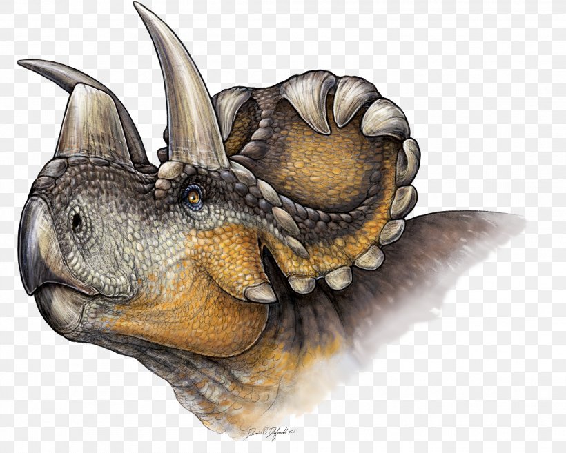 Wendiceratops Triceratops Ceratopsia Kosmoceratops Albertaceratops, PNG, 2221x1780px, Wendiceratops, Albertaceratops, Bone, Bone Bed, Centrosaurinae Download Free