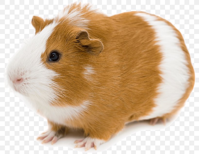 Abyssinian Guinea Pig Stock Photography Pocket Pet, PNG, 800x635px, Pig, Abyssinian Guinea Pig, Guinea Pig, Hamster, Mammal Download Free