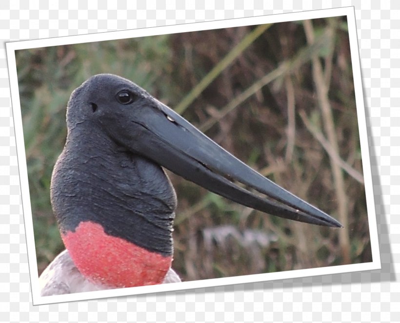Beak Fauna, PNG, 1525x1234px, Beak, Bird, Fauna Download Free
