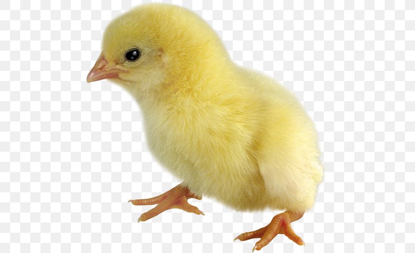 Duck Kifaranga Chicken Broiler, PNG, 479x500px, Duck, Beak, Bird, Broiler, Chicken Download Free