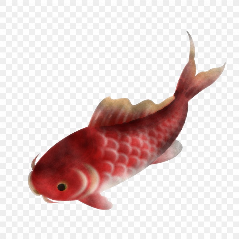 Fish Fish Tail Carp, PNG, 2000x2000px, Fish, Carp, Tail Download Free