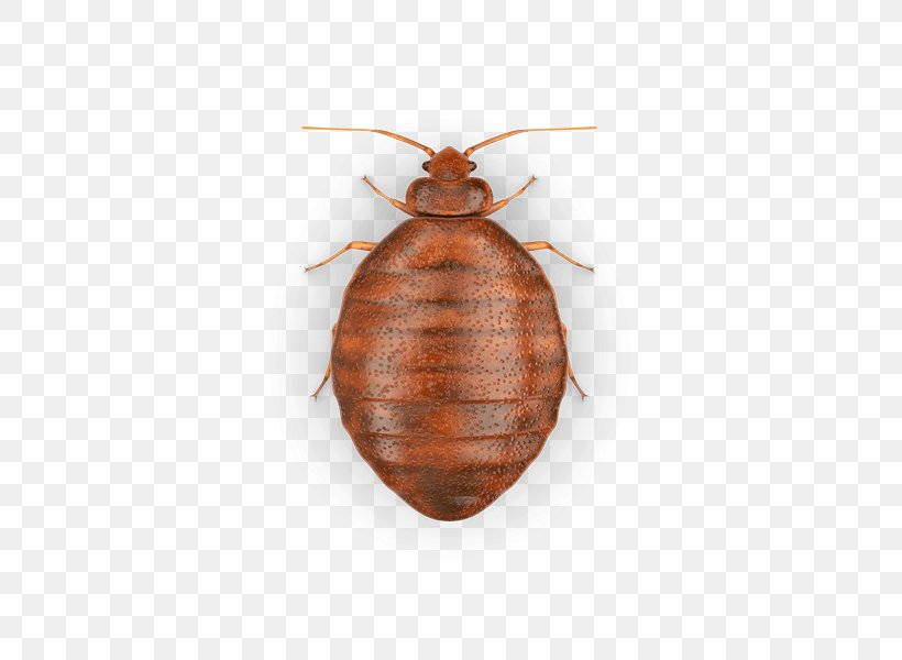 Insect Bed Bug Heteroptera Acari Pest, PNG, 425x600px, Insect, Acari, Allergy, Arthropod, Bed Download Free