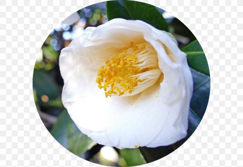 Japanese Camellia Sasanqua Camellia Tea Seed Oil Shrub Flower, PNG, 600x563px, Japanese Camellia, Beauty, Camellia, Cosmetics, Flower Download Free