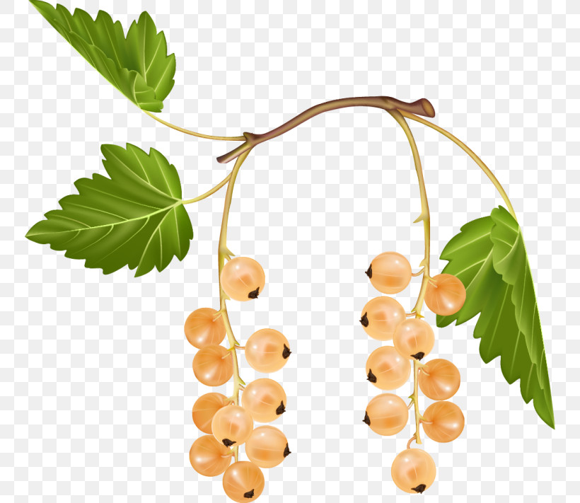 Leaf Fruit Plant Food Flower, PNG, 750x711px, Leaf, Berry, Branch, Currant, Flower Download Free