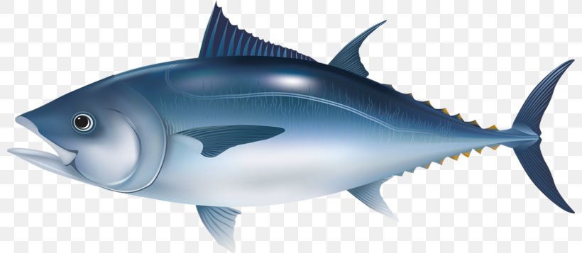 Microsoft PowerPoint Fish Tuna Template Presentation Slide, PNG, 800x357px, Microsoft Powerpoint, Bony Fish, Cartilaginous Fish, Electric Blue, Fauna Download Free