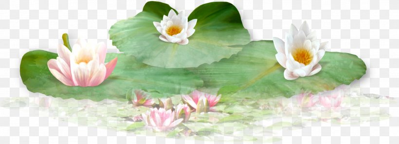 Nelumbo Nucifera Leaf Download, PNG, 1948x704px, Nelumbo Nucifera, Aquarium Decor, Cut Flowers, Flora, Flower Download Free