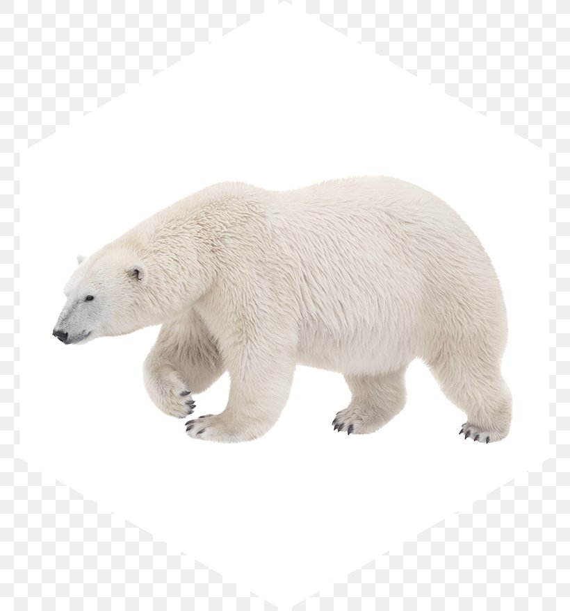 Polar Bear American Black Bear Walrus Kodiak Bear, PNG, 763x880px, Polar Bear, American Black Bear, Animal Figure, Arctic, Bear Download Free