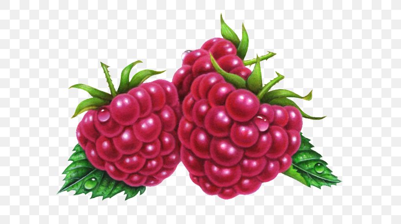 Raspberry Fruit Boysenberry Illustration, PNG, 640x458px, Raspberry, Accessory Fruit, Berry, Blackberry, Boysenberry Download Free