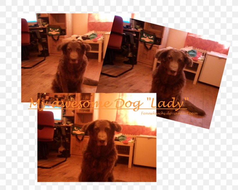 Dog Crossbreed, PNG, 900x720px, Dog, Carnivoran, Crossbreed, Dog Like Mammal, Floor Download Free