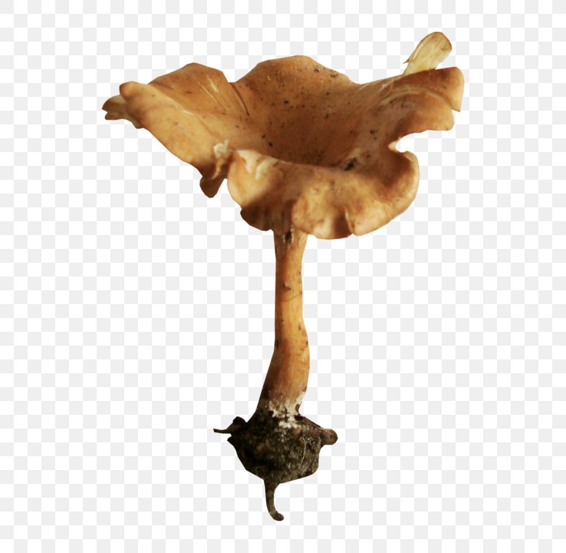 Edible Mushroom Fungus Clip Art, PNG, 640x800px, Edible Mushroom, Blog, Fungus, Medicinal Fungi, Medicinal Mushroom Download Free