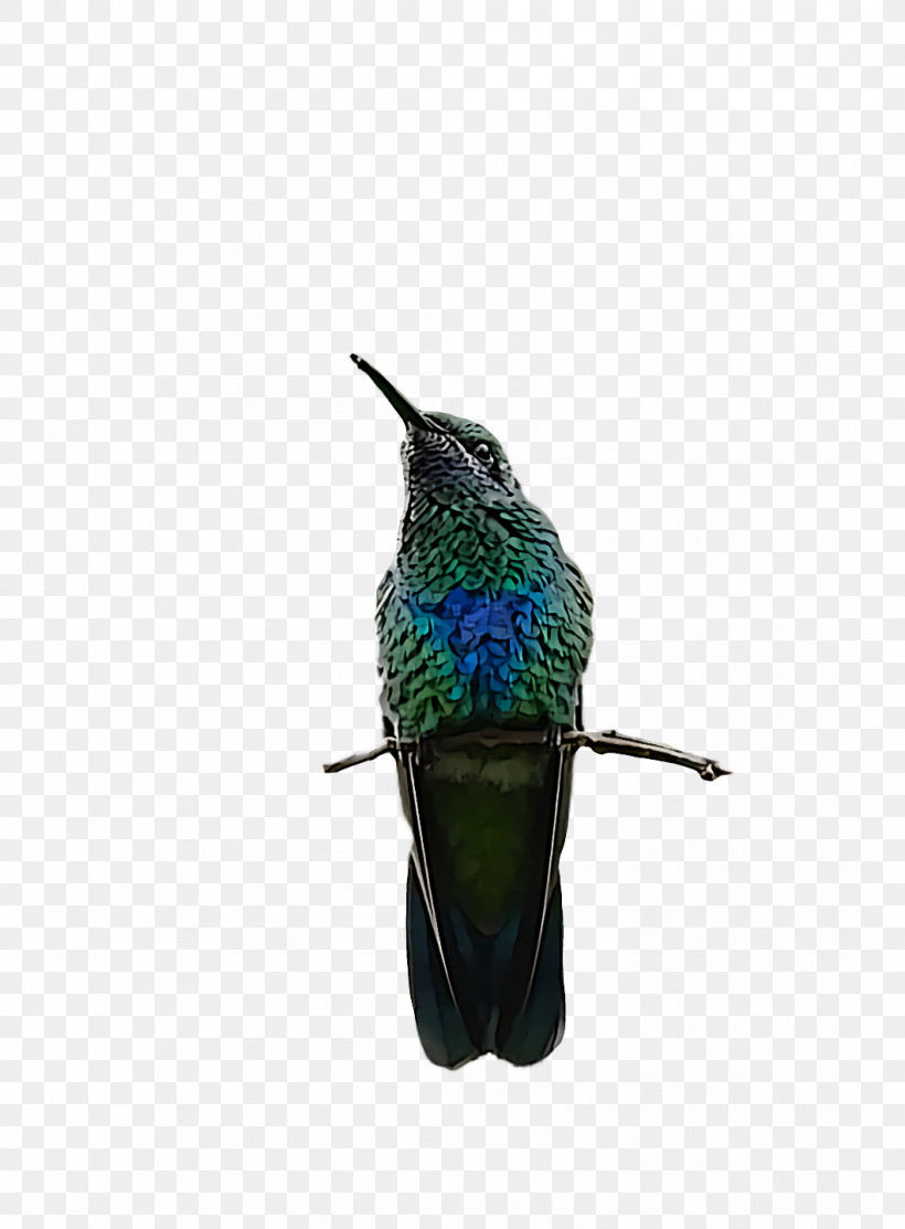 Feather, PNG, 1060x1440px, Hummingbirds, Beak, Feather Download Free