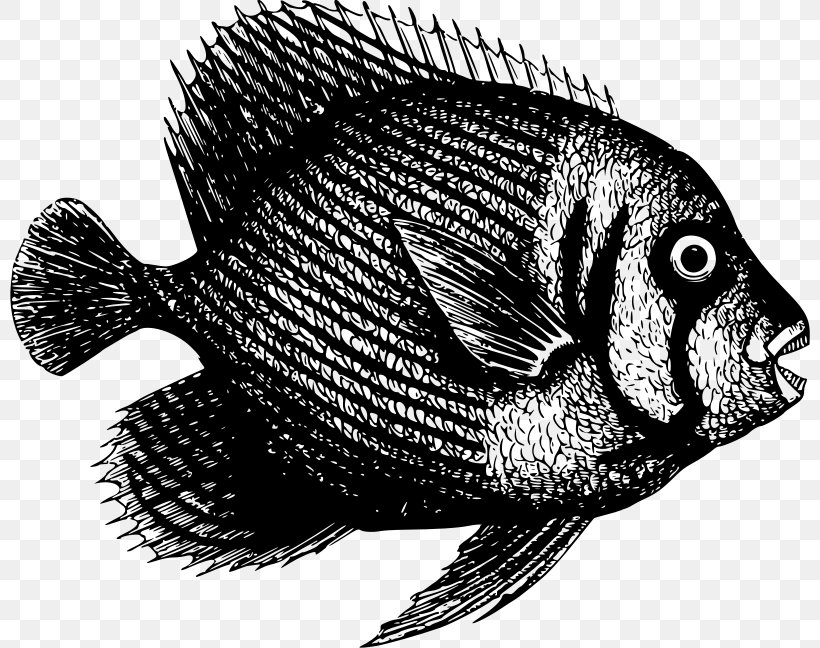 Fish Tilapia, PNG, 800x648px, Fish, Black And White, Fauna, Fishing, Marine Biology Download Free