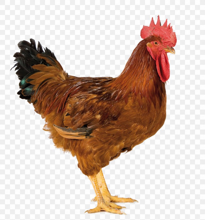Australorp Rooster Broiler Poultry Farming Kifaranga, PNG, 950x1024px, Australorp, Beak, Bird, Broiler, Chicken Download Free