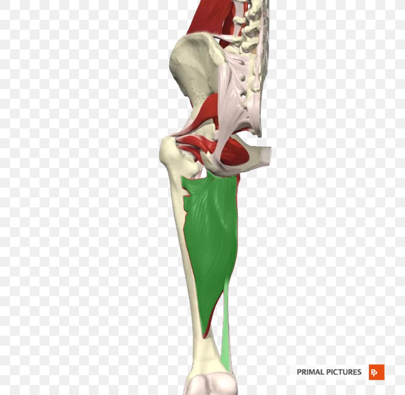 Hip Figurine Knee Shoulder KBR, PNG, 800x800px, Hip, Figurine, Human Leg, Joint, Kbr Download Free