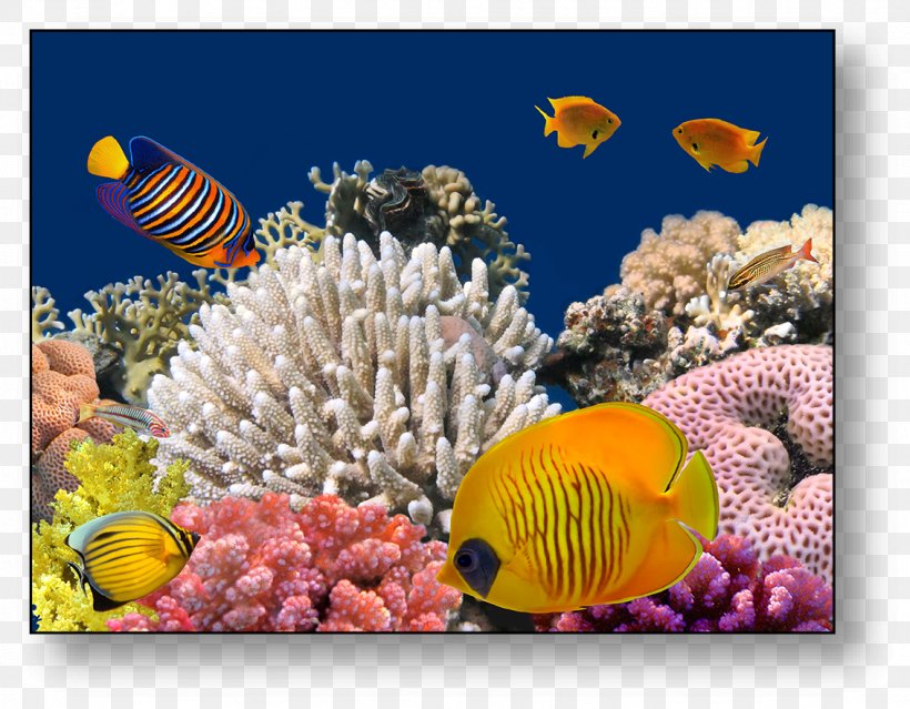 Red Sea Bligh Water Coral Reef Underwater, PNG, 1133x883px, Red Sea, Alcyonacea, Anemone, Bligh Water, Coral Download Free