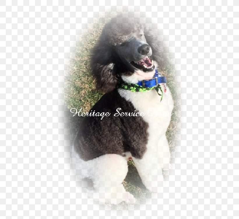 Standard Poodle Miniature Poodle Puppy Dog Breed, PNG, 458x750px, Standard Poodle, Breed, Breed Group Dog, Carnivoran, Companion Dog Download Free