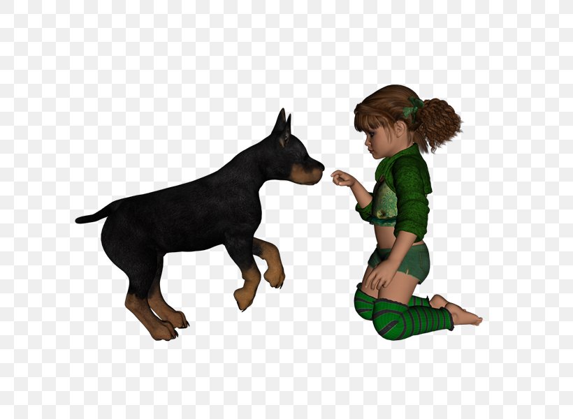 Dobermann Puppy German Pinscher Dog Breed, PNG, 800x600px, Dobermann, Breed, Carnivoran, Dog, Dog Breed Download Free