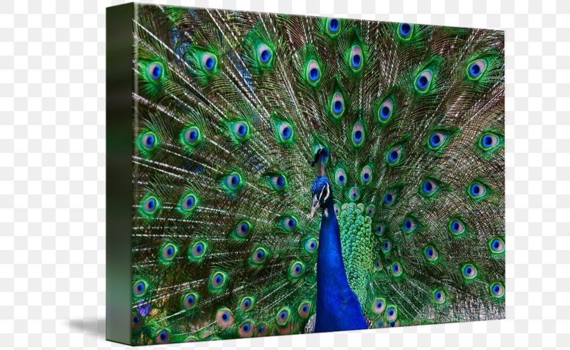Feather Pavo, PNG, 650x504px, Feather, Organism, Pavo, Peafowl Download Free