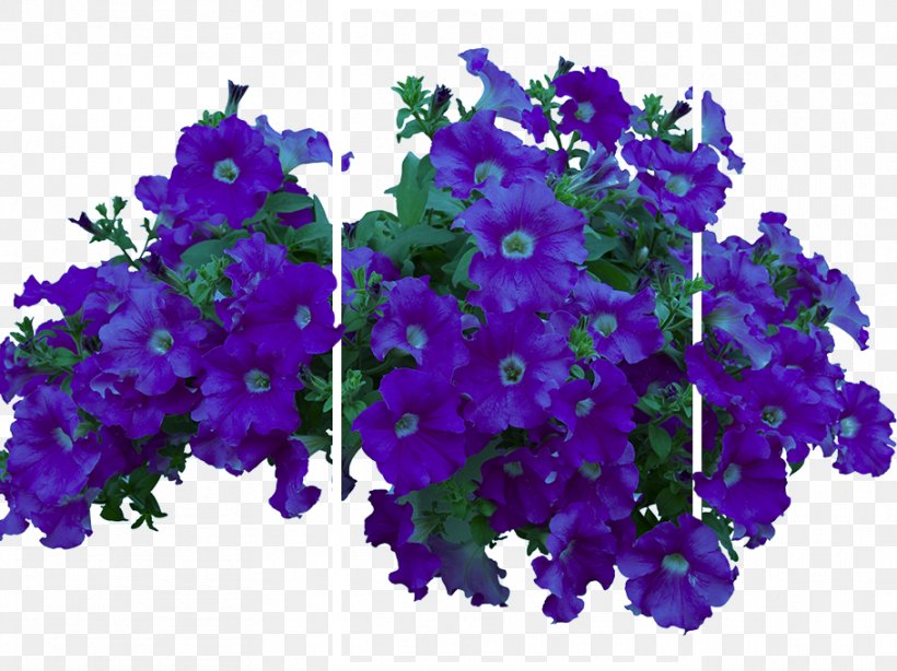 Flower Garden Plant Shrub Vine, PNG, 909x681px, Flower, Annual Plant, Blue, Cutting, Delphinium Download Free