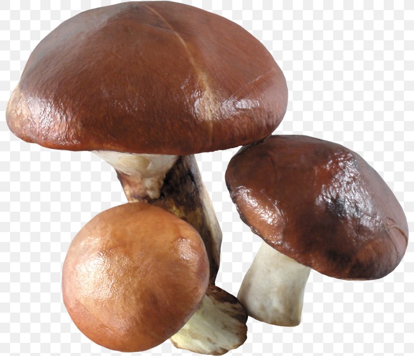 Fungus Mushroom Clip Art, PNG, 800x706px, Fungus, Edible Mushroom, Information, Ingredient, Mushroom Download Free