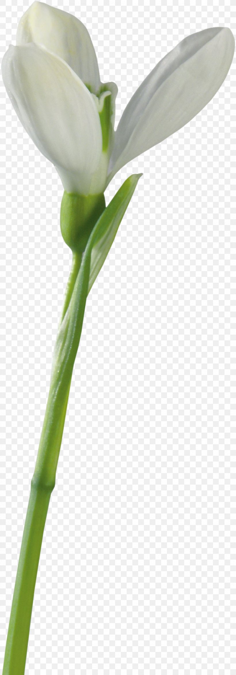 Leucojum Vernum Snowdrop Flower, PNG, 964x2752px, Leucojum Vernum, Bud, Cut Flowers, Flower, Flower Garden Download Free