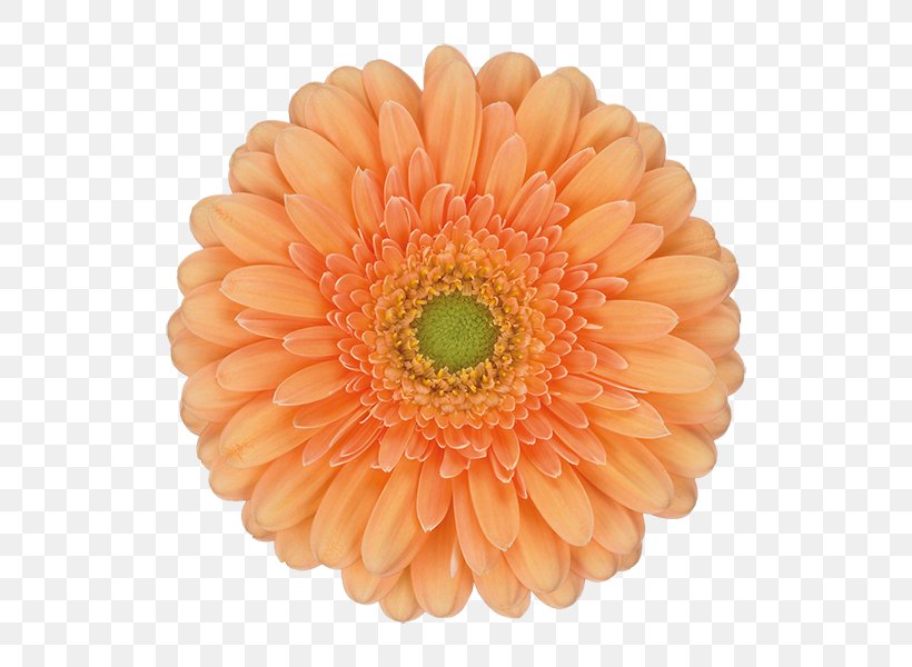 Transvaal Daisy Cut Flowers Daisy Family Orange, PNG, 600x600px, Transvaal Daisy, Chrysanthemum, Chrysanths, Color, Cut Flowers Download Free