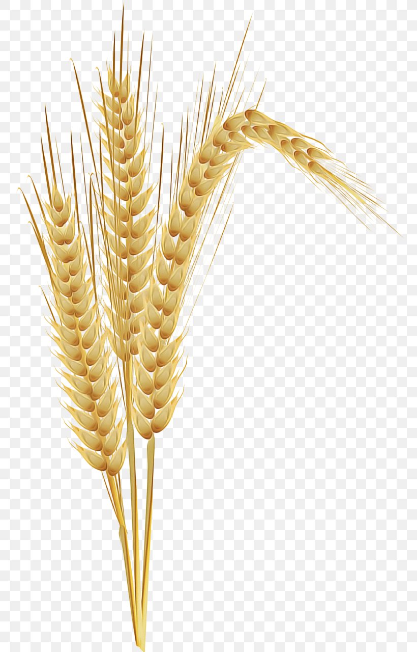 Wheat, PNG, 774x1280px, Wheat, Barley, Elymus Repens, Food Grain, Gluten Download Free
