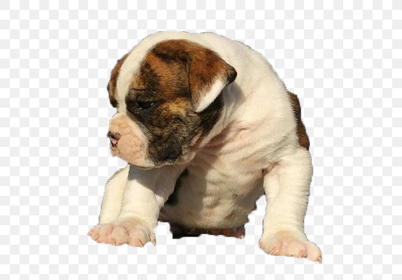 Olde English Bulldogge Old English Bulldog American Bulldog Australian Bulldog, PNG, 500x572px, Bulldog, Alapaha Blue Blood Bulldog, American Bulldog, Animal, Australian Bulldog Download Free